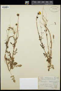 Coreopsis tinctoria var. tinctoria image