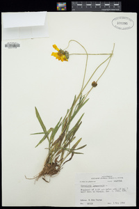 Coreopsis lanceolata image