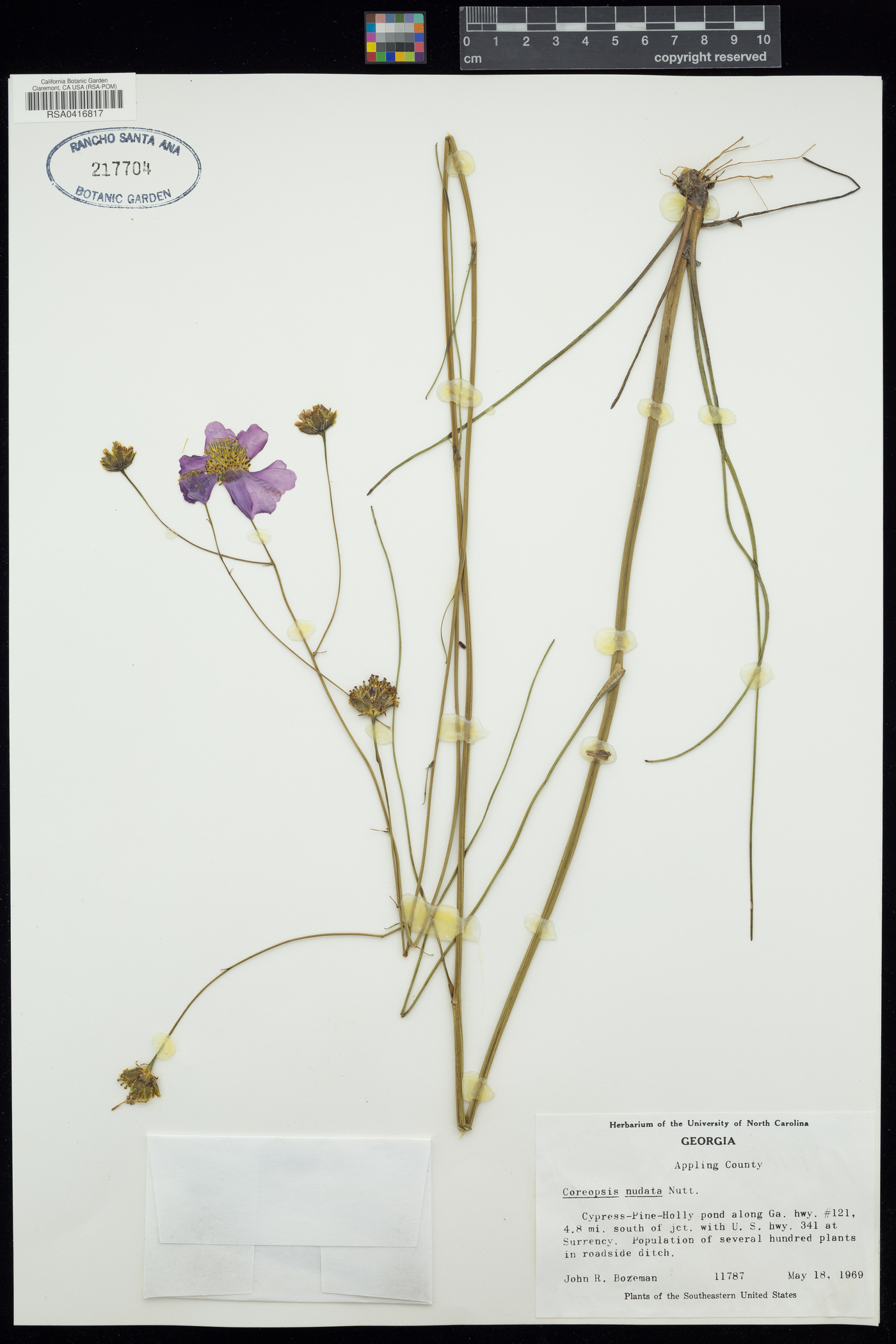 Coreopsis nudata image