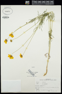 Coreopsis palmata image