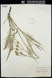 Crepis barbigera image