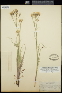 Crepis exilis image