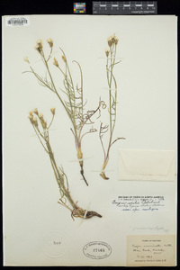 Crepis exilis image