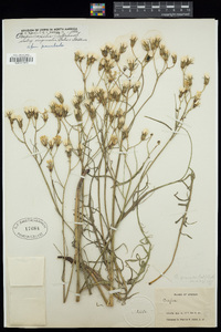 Crepis exilis image