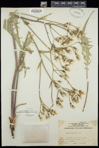 Crepis intermedia image