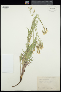 Crepis intermedia image