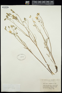 Crepis intermedia image