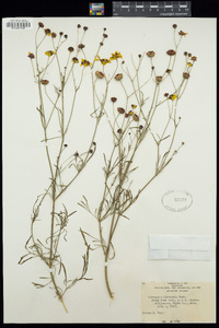 Coreopsis tinctoria image