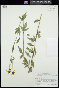 Coreopsis tripteris image