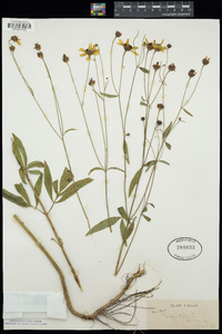 Coreopsis tripteris image