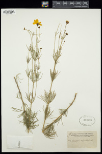 Coreopsis verticillata image