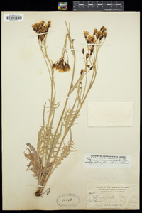 Crepis acuminata subsp. pluriflora image