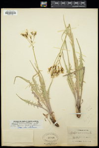 Crepis acuminata subsp. acuminata image