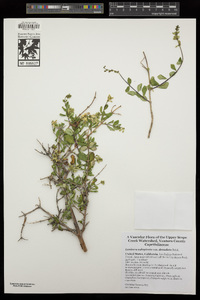 Lonicera subspicata image