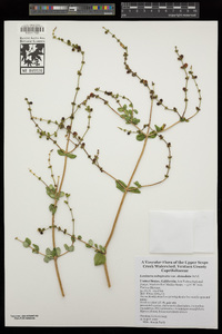 Lonicera subspicata var. denudata image