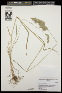 Bromus hordeaceus image