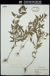 Trichostema coeruleum image