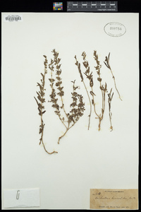 Trichostema lanceolatum image