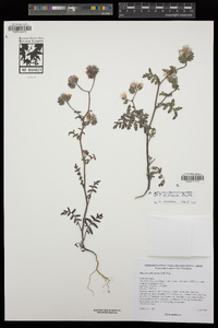 Phacelia distans image