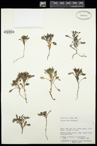 Crepis nana image