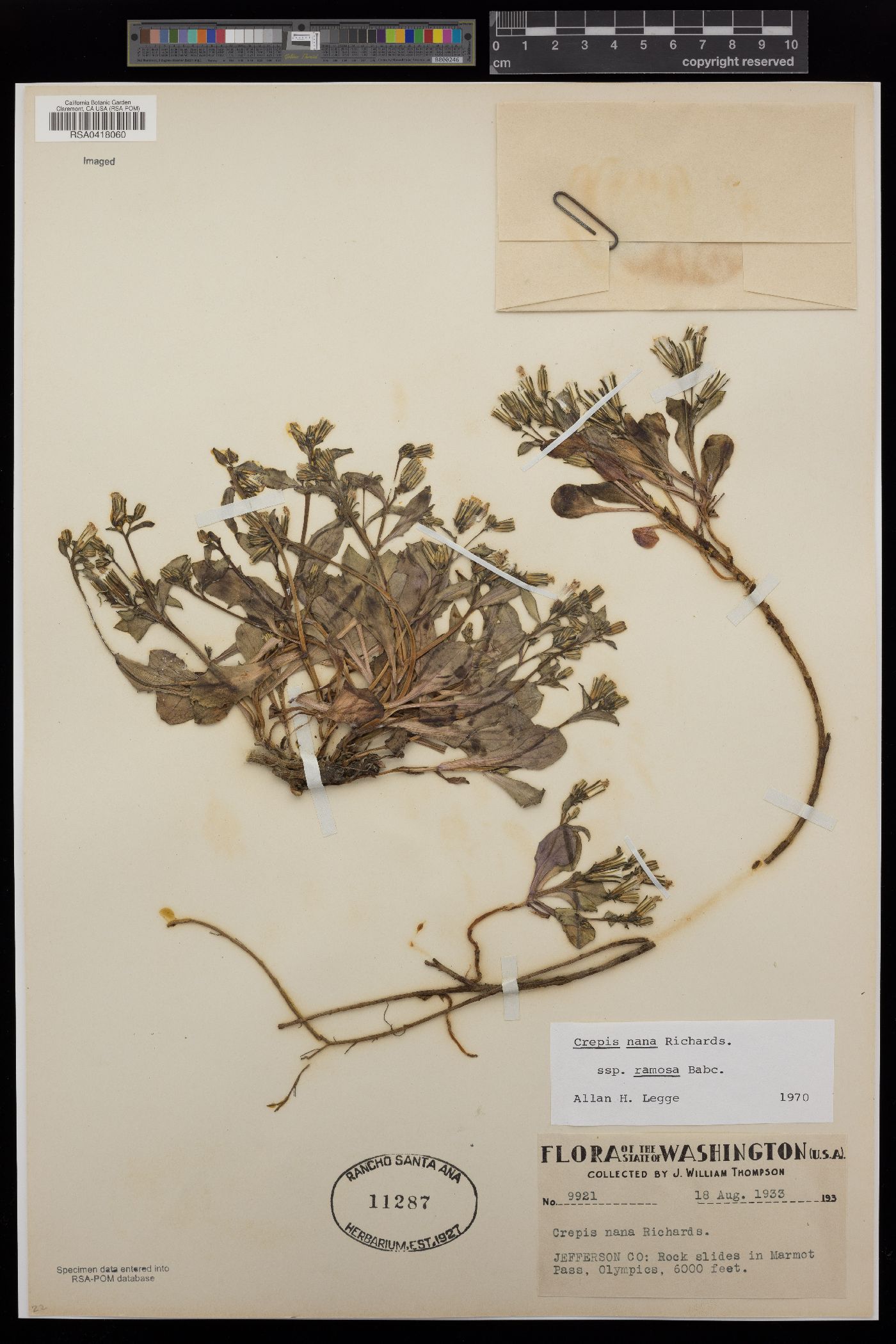 Crepis nana subsp. ramosa image
