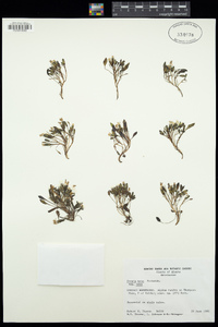 Crepis nana subsp. nana image