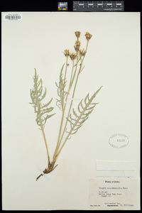 Crepis occidentalis image