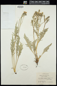 Crepis occidentalis image