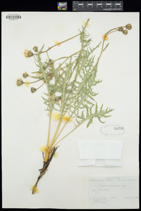 Crepis occidentalis image