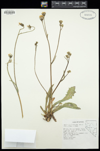 Crepis runcinata subsp. glauca image