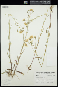 Crepis tectorum image