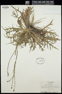 Crepis tectorum image