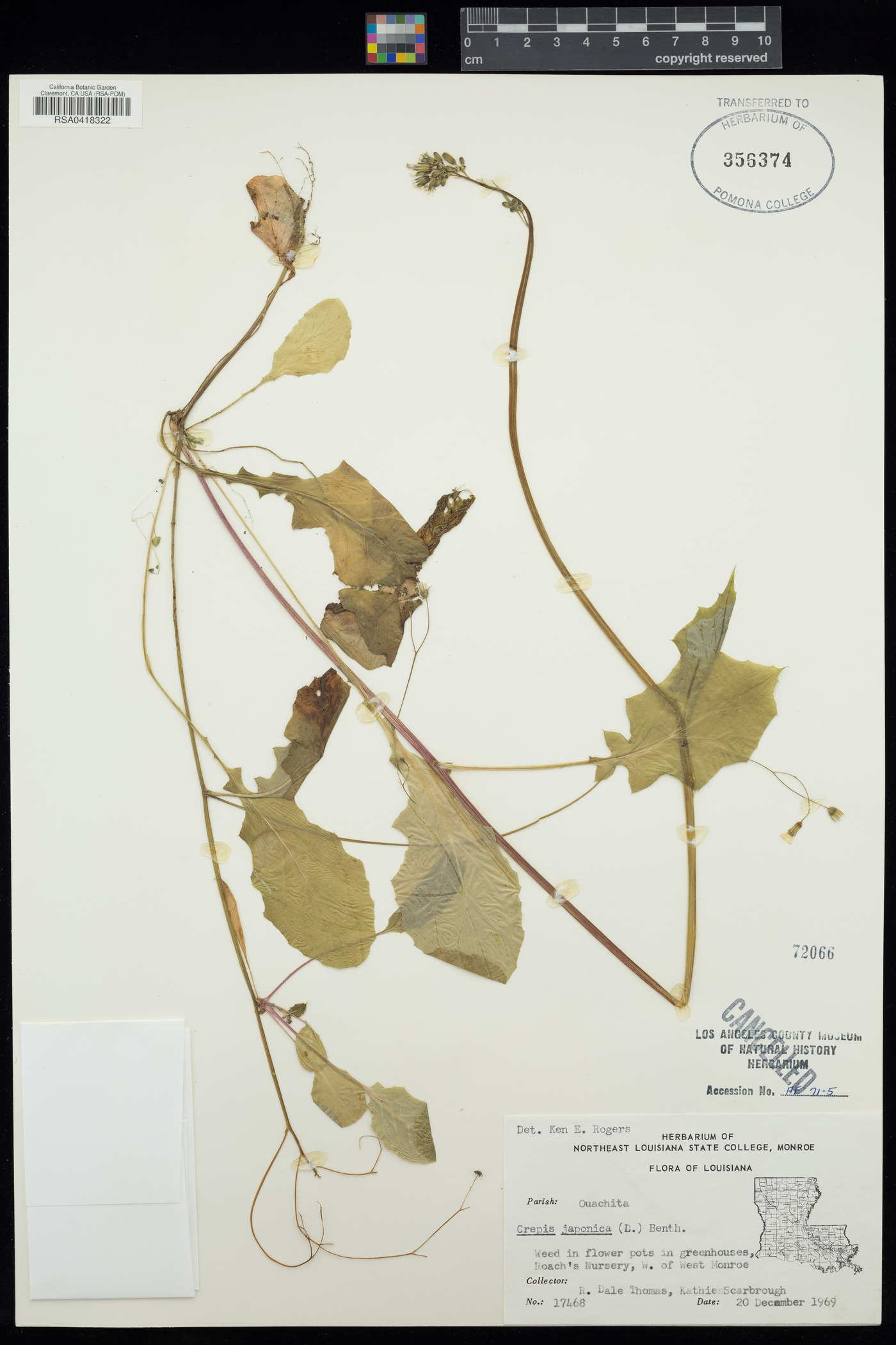 Youngia japonica subsp. japonica image