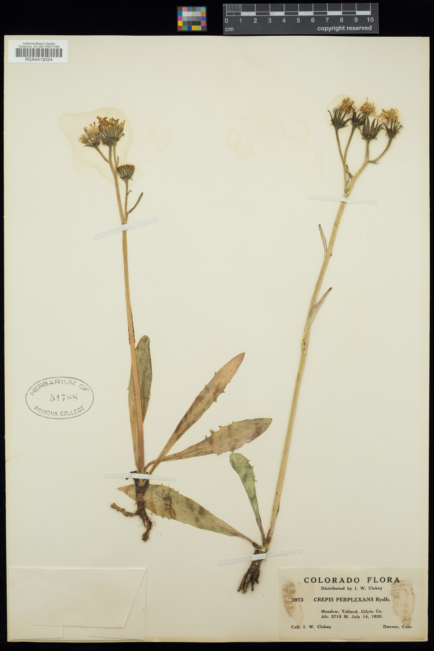 Crepis perplexans image