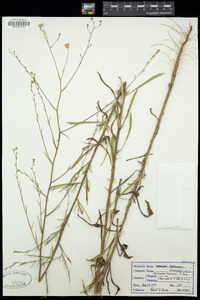 Croptilon divaricatum image