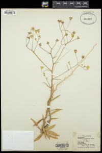 Croptilon divaricatum image