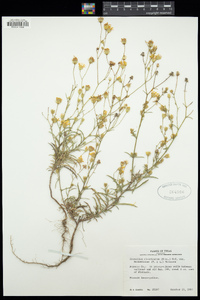 Croptilon divaricatum var. hookerianum image