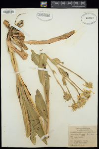 Heliomeris multiflora image