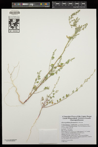 Chenopodium fremontii image