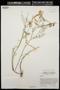 Astragalus bicristatus image