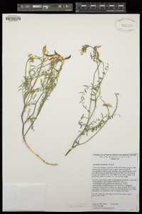 Astragalus bicristatus image