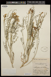 Astragalus bicristatus image