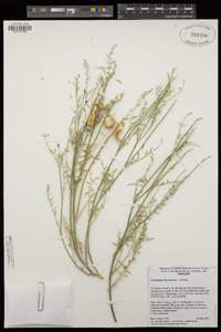 Astragalus bicristatus image