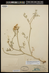 Astragalus bicristatus image