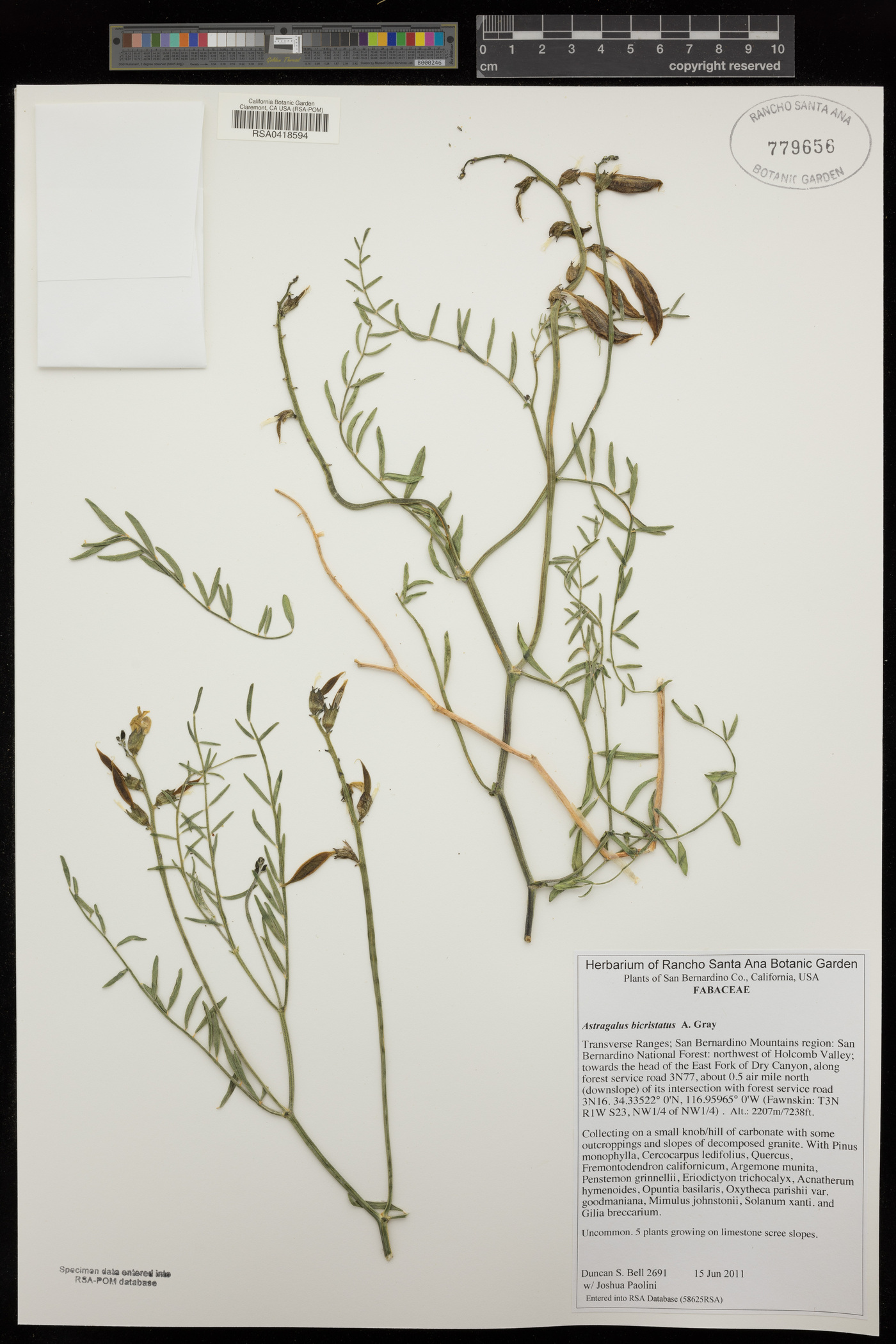 Astragalus bicristatus image