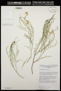 Astragalus bicristatus image