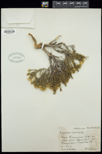 Thymophylla acerosa image