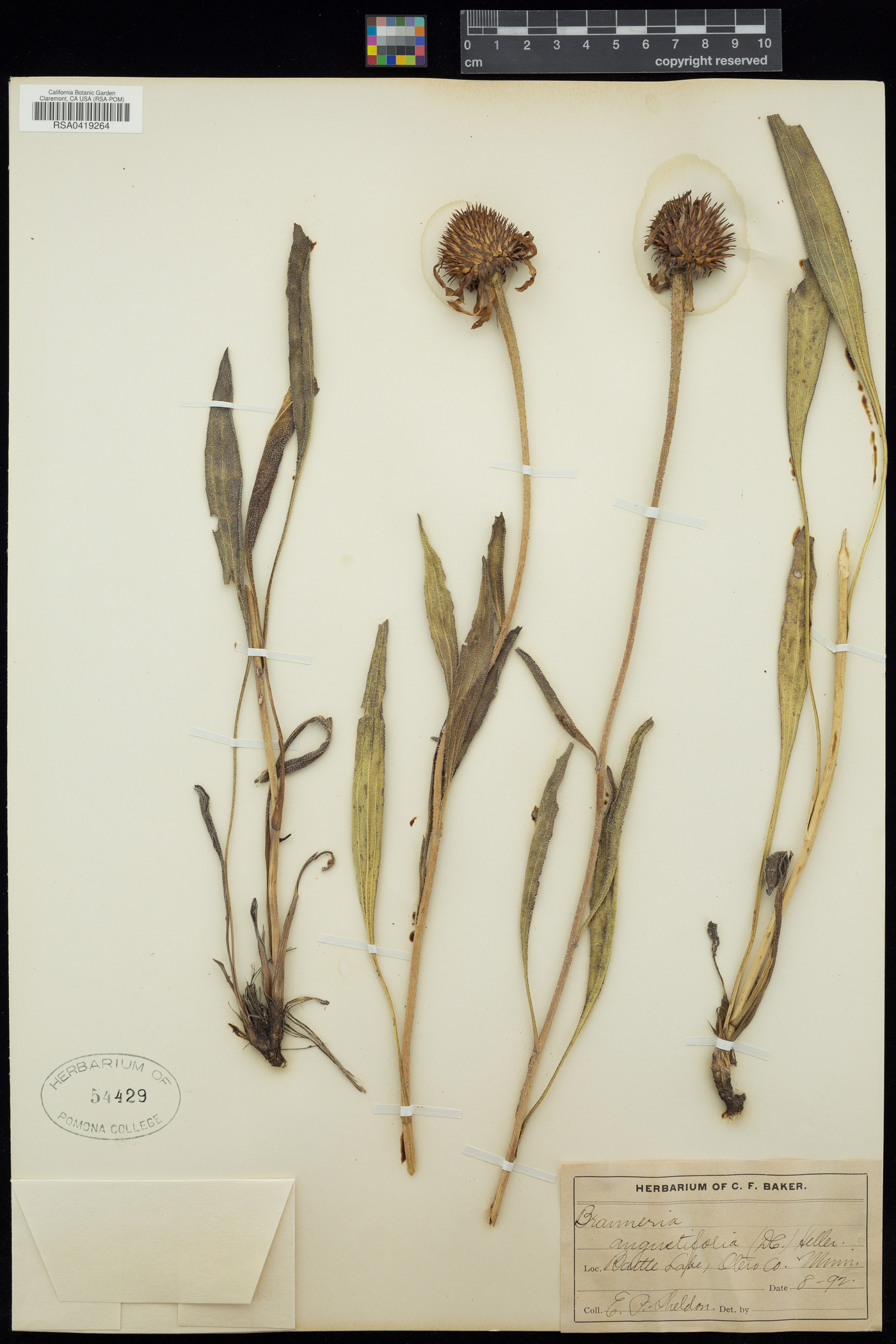 Brauneria angustifolia image