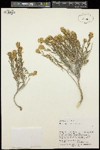 Ericameria discoidea image