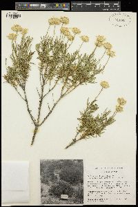 Ericameria linearifolia image